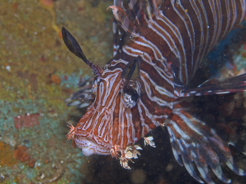 Lion Fish, Alma Jane